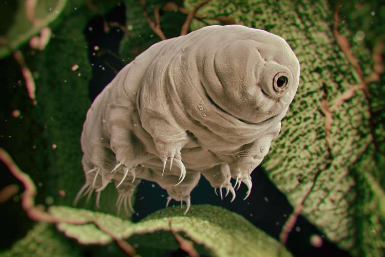 tardigrade